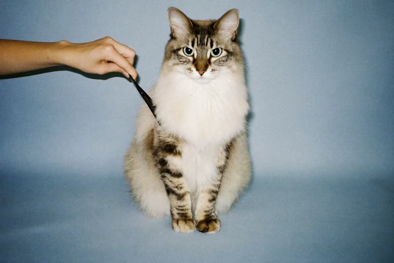 A long-haired cat being combed by hand against a plain pastel background