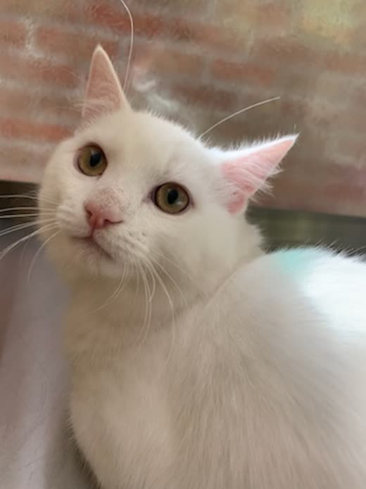 Close-up of a white cat with amber eyes and a clean, fluffy, well-groomed coat