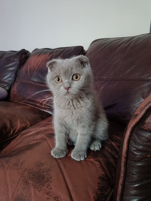 A blue-grey Scottish Fold kitten sitting upright and looking at the camera